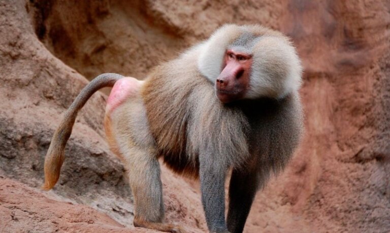 7 aspectos curiosos sobre los babuinos