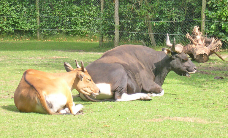 El banteng: hábitat, características y curiosidades