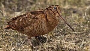 La becada: hábitat, alimentación y características