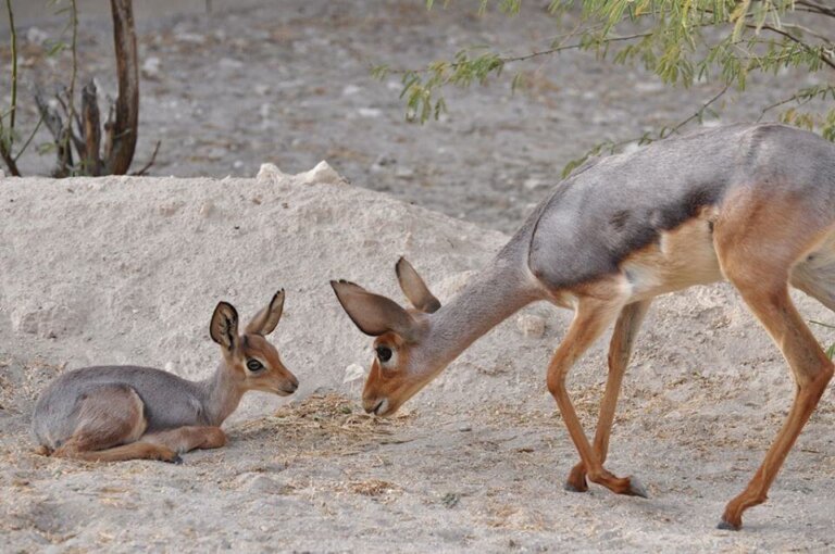 El beira, un animal muy peculiar