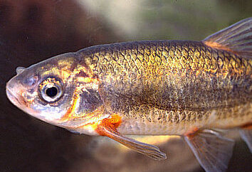 Bermejuela de frente