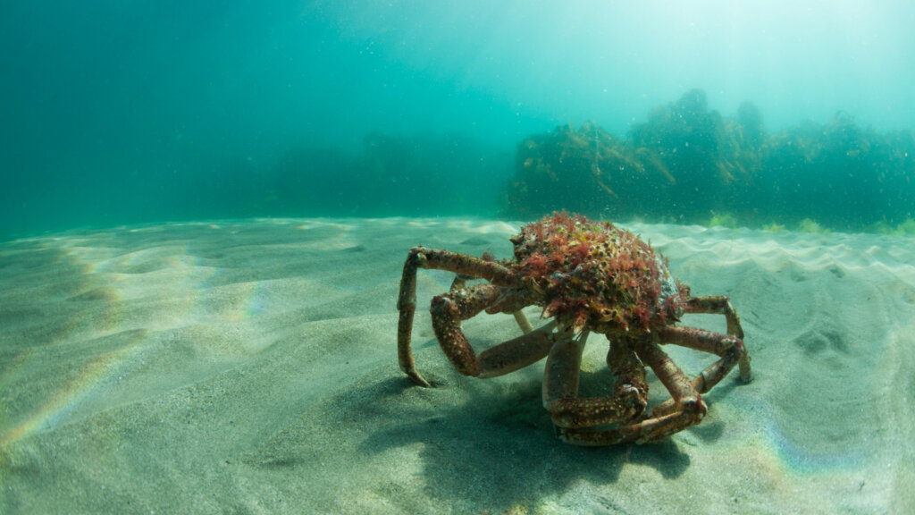 European spider crab.