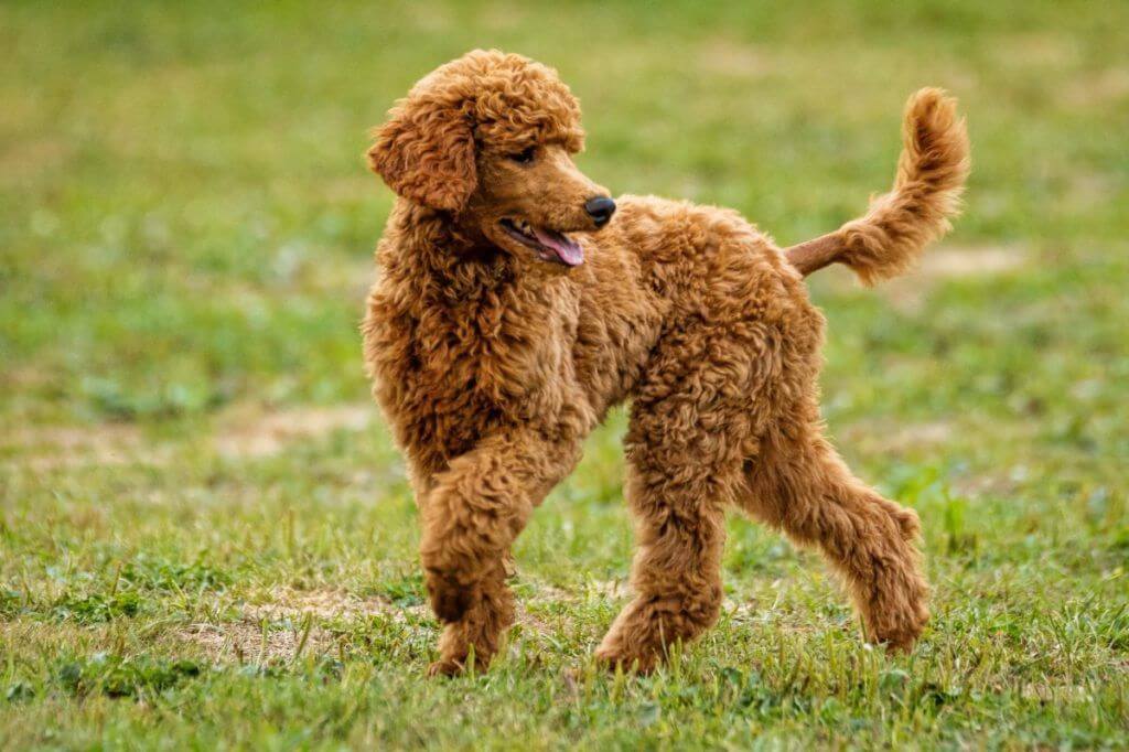 caniche mediano