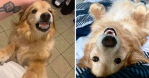 Encuentran perrito en un refugio, tenía una sonrisa muy peculiar y logra ser adoptado