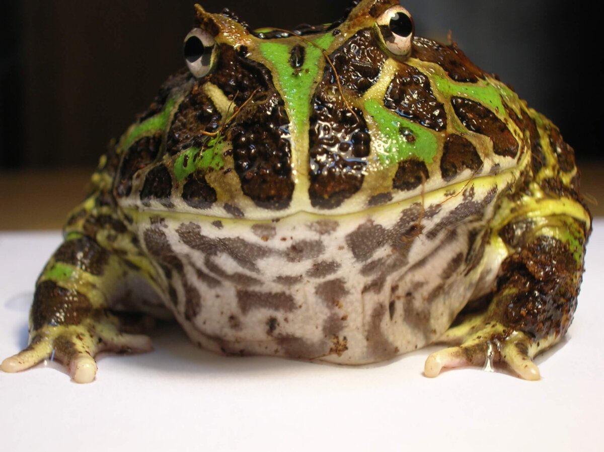 Argentine horned frog.