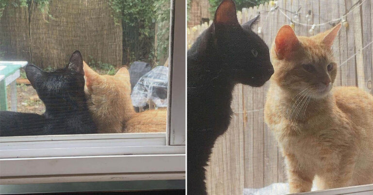 Estos gatos sin hogar piden socorro a pareja para que los dejen entrar a su casa y poder tener sus bebés