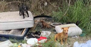 Familia de perritos fue abandonada como "basura" en el bosque, no pararon de trabajar para dar con su rescate