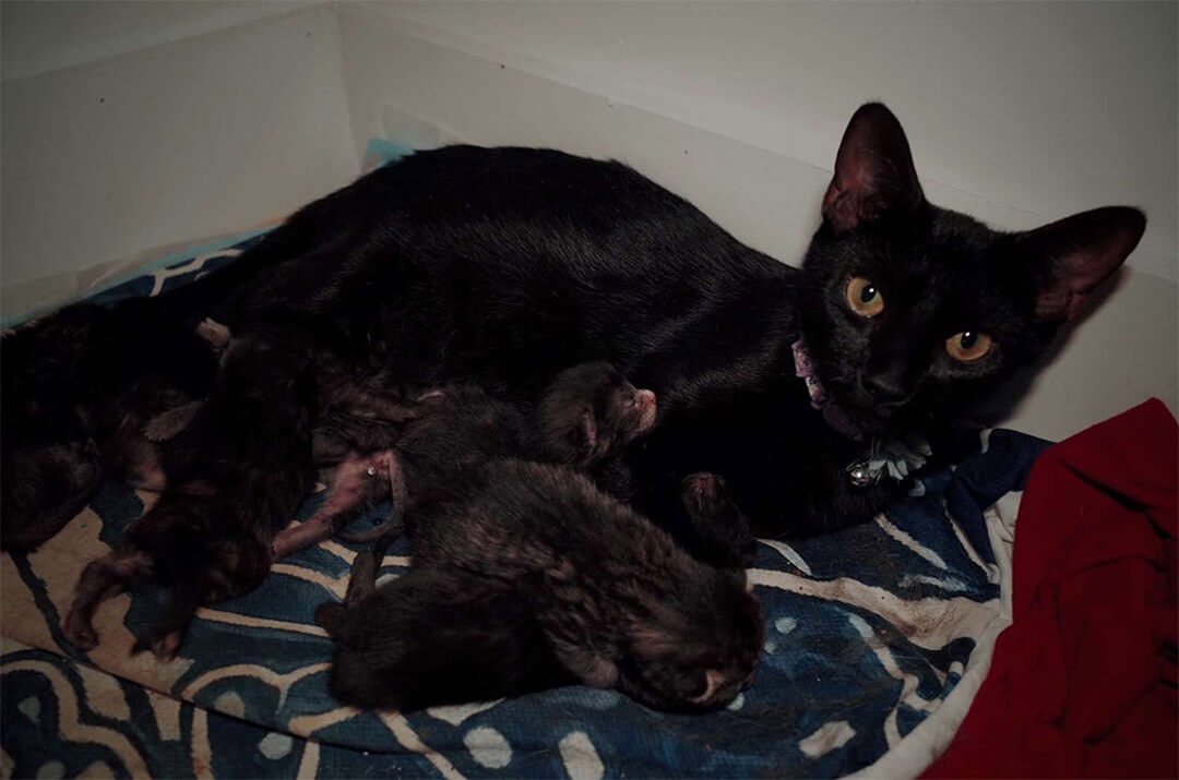 La gatita tuvo siete bebés hermosos y si pareja la cuidó todo el tiempo. Después, cada gatito encontró un hogar amoroso.