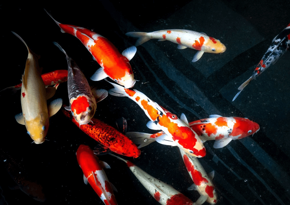 peces koi