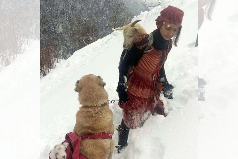 La niña de 11 años y su perro de nombre Tomi cargaron a las cabras por medio de la nieve.