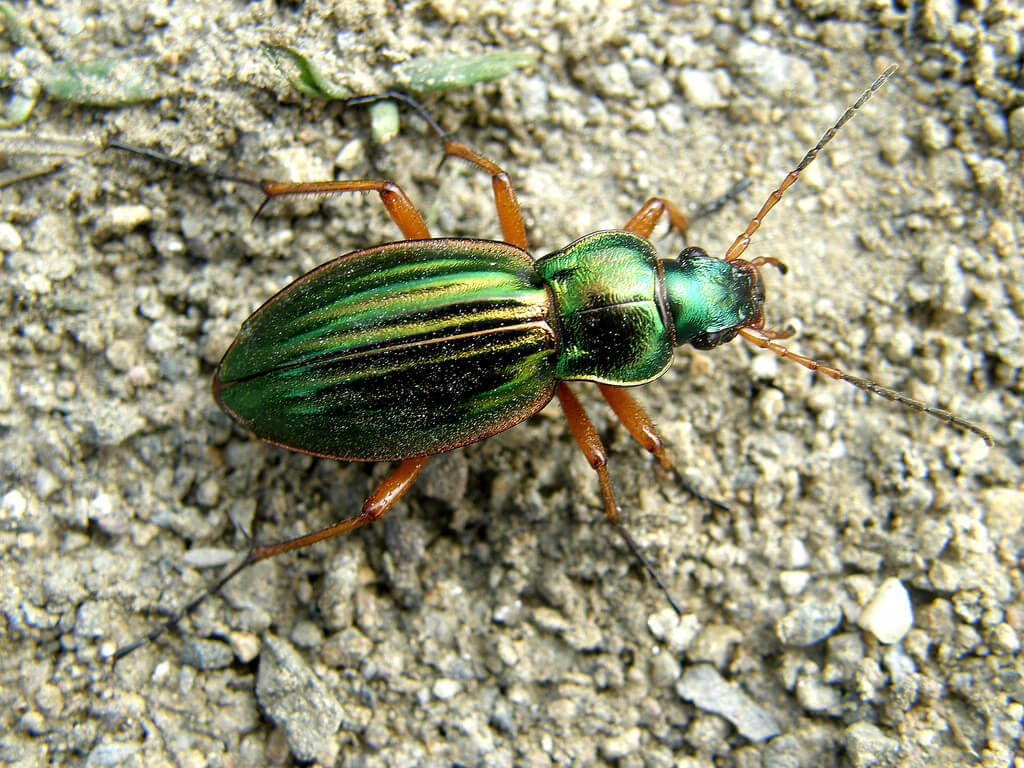 Golden ground beetle.