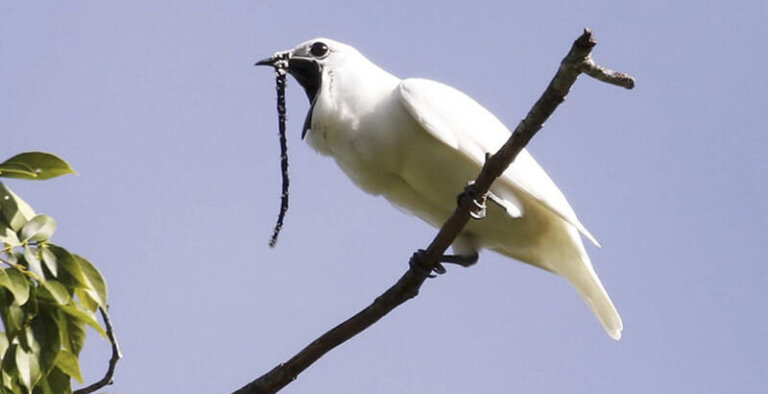 Curiosidades sobre el campanero blanco