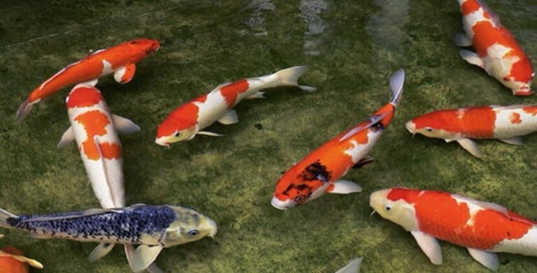 Datos sobre los peces koi