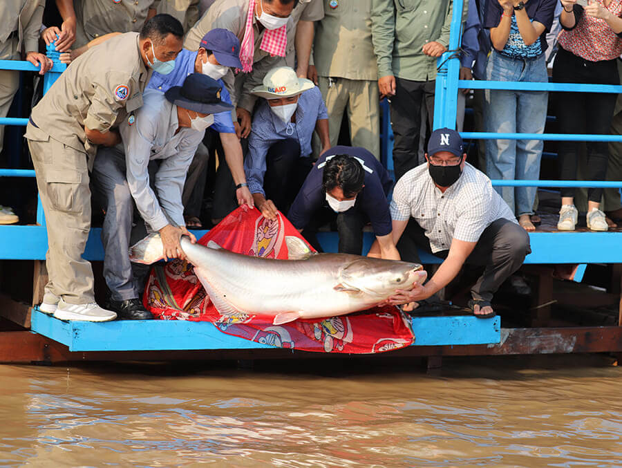 Liberación del pez gato gigante del río Mekong