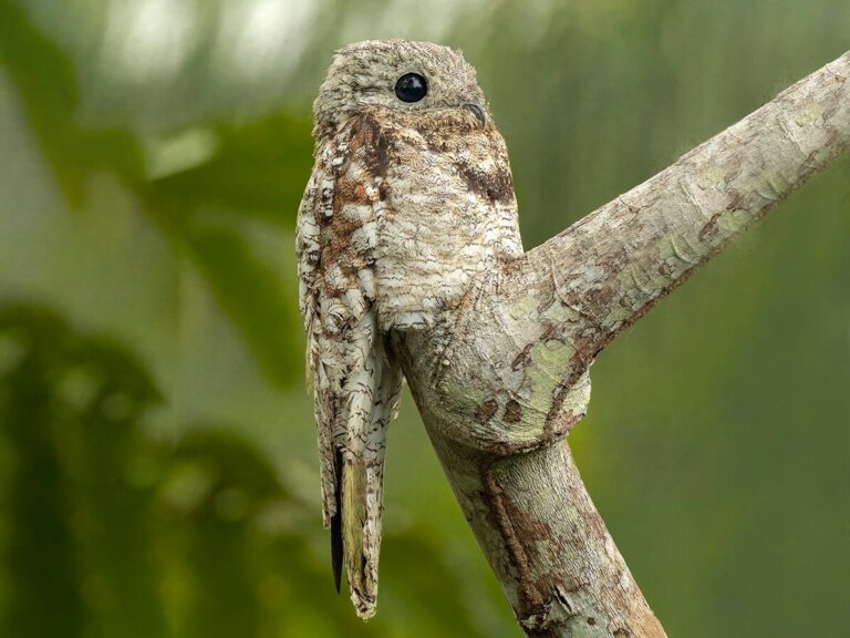 Conoce al potoo, un ave peculiar