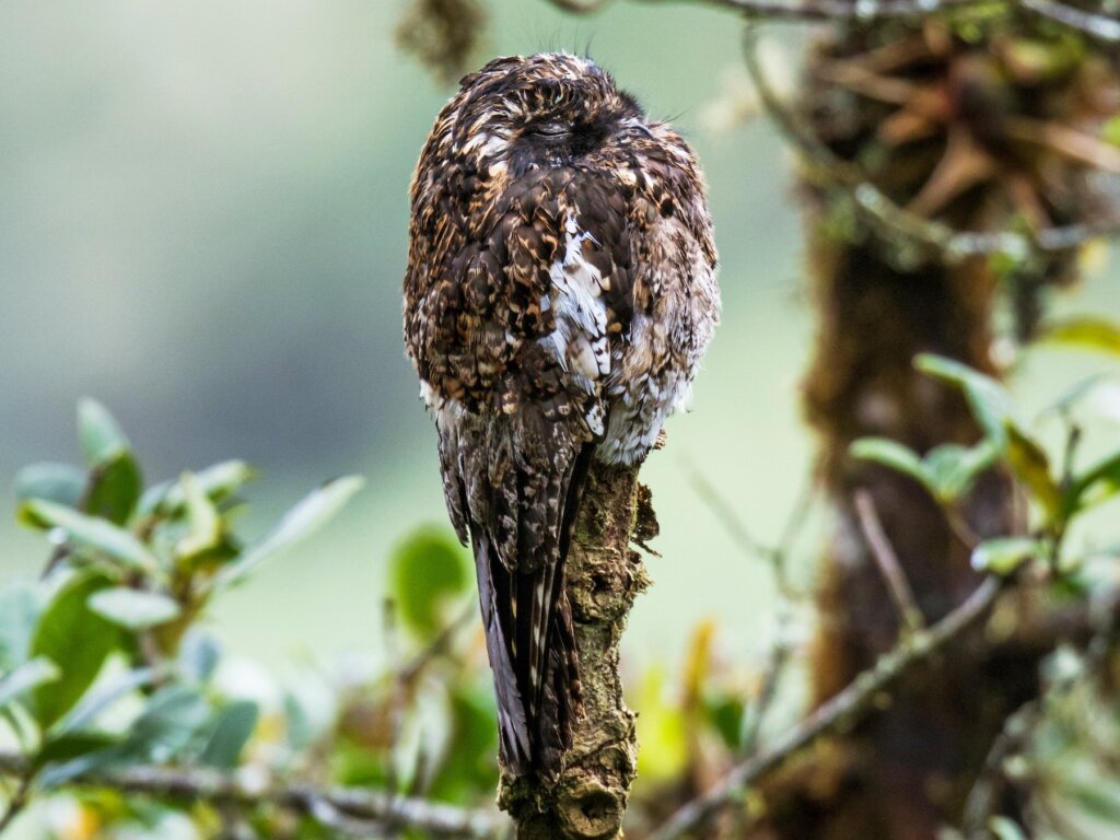 Lerne den Potoo kennen, seltsam und faszinierend zugleich!