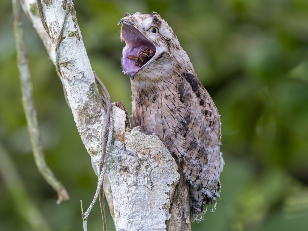 The potoo.