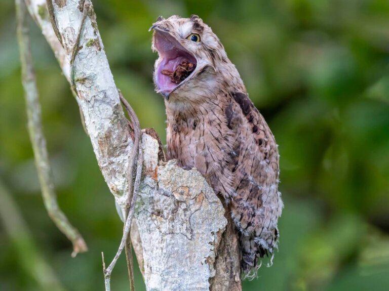 5 curiosidades del potoo