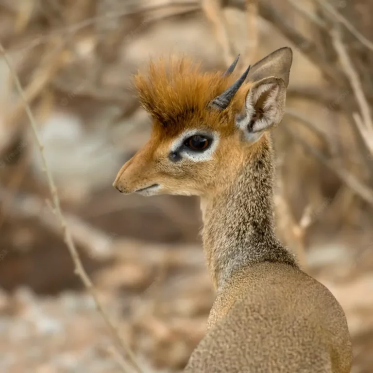 Conoce al dik dik, un mamífero que te sorprenderá