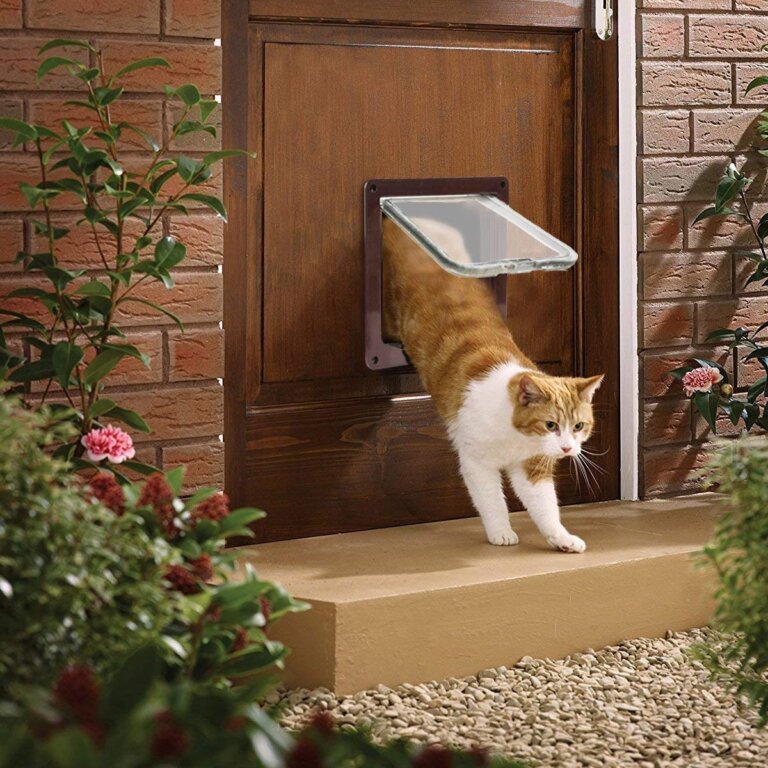 Puerta para gatos: ¿sabías que la inventó Isaac Newton?