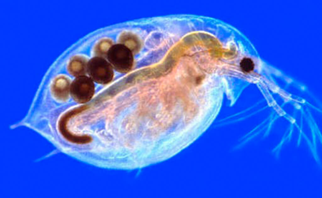 La pulga de agua, un crustáceo peculiar