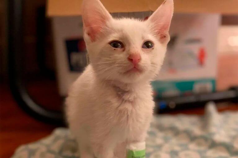 El gatito al que rescatan tiene un bello pelaje, pero necesitaba atención veterinaria urgente.
