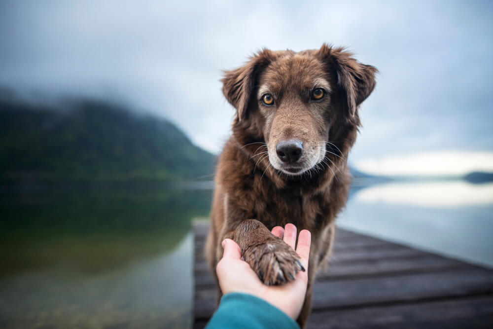 Aprende a interactuar con un perrito que acabas de conocer y conecta con él