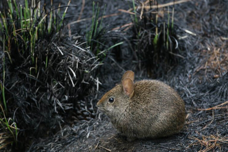 El teporingo: hábitat, características, alimentación y reproducción