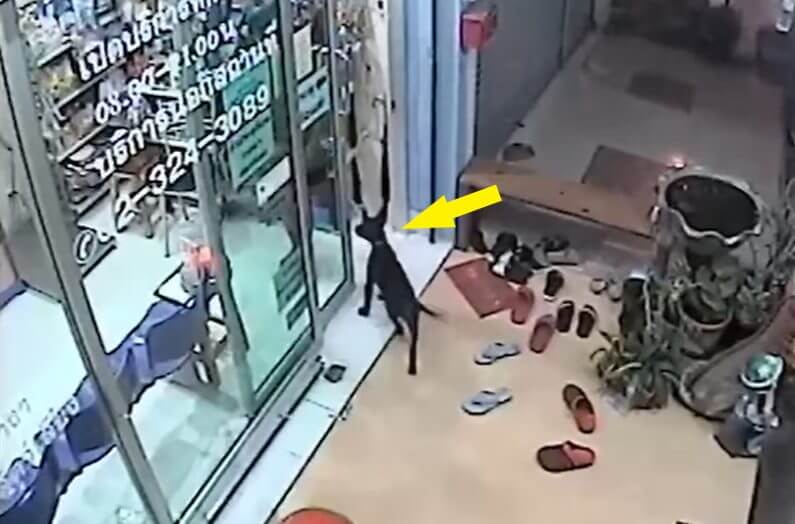 Il cucciolo era molto intelligente, ricordava che dal veterinario conoscevano la sua famiglia.