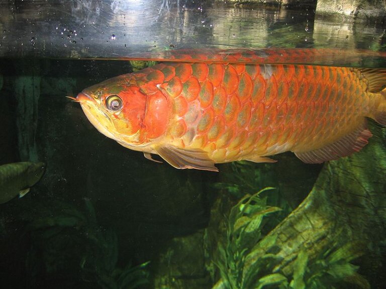La arawana asiática: el pez de acuario más caro del mundo