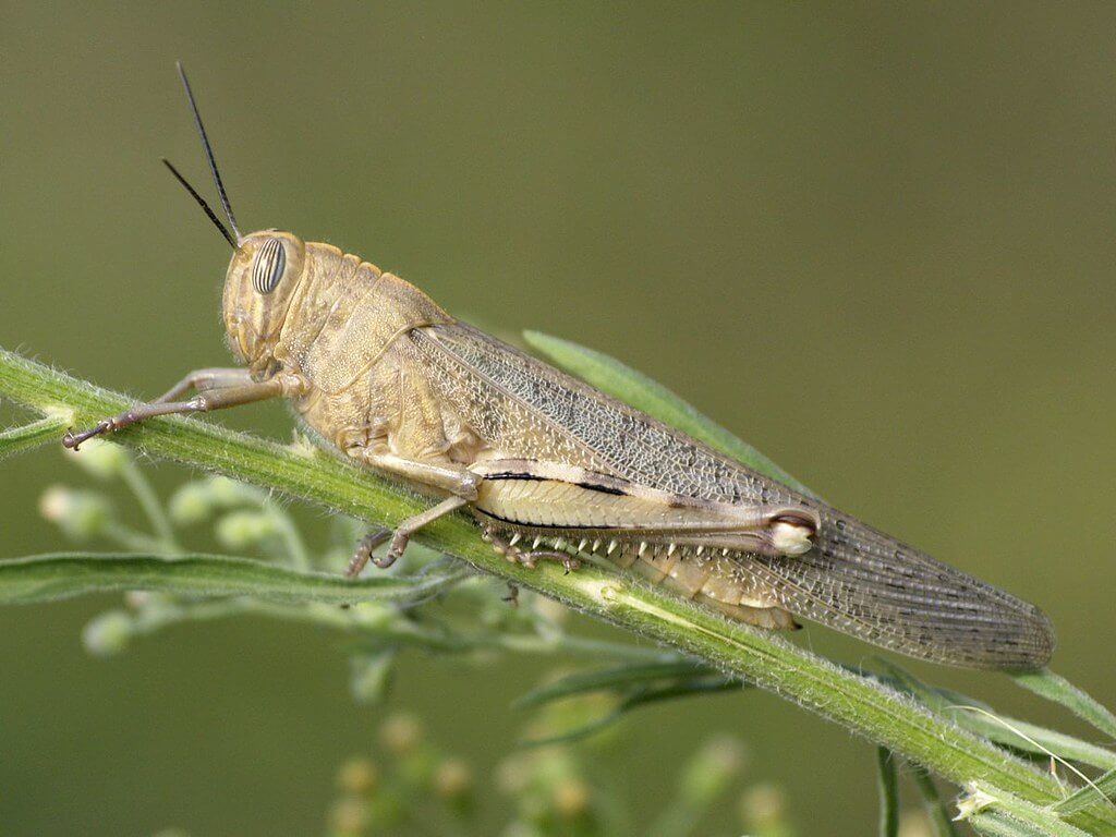 Langosta egipcia sobre una hoja