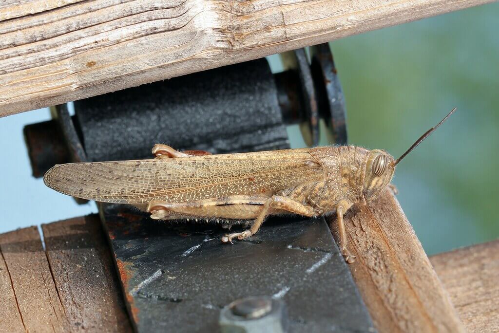 Langosta egipcia sobre superficie de madera