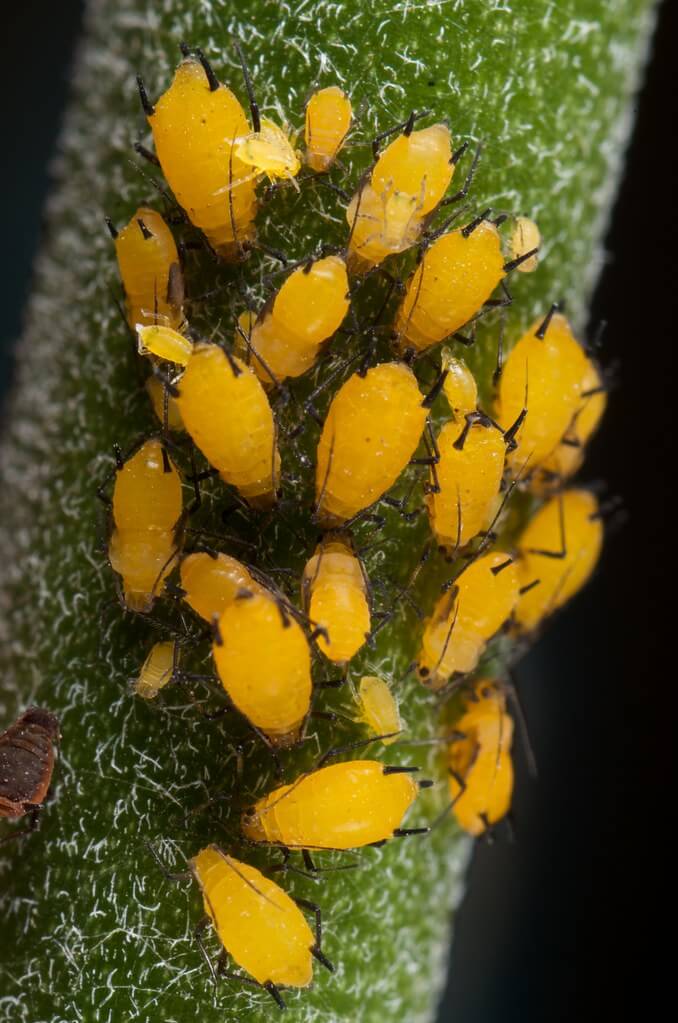 Varios ejemplares del pulgón de la adelfa sobre una planta