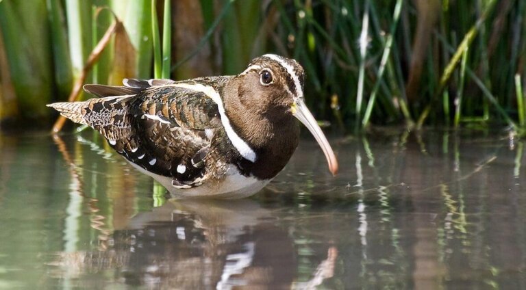 La becacina pintada: hábitat, características y reproducción