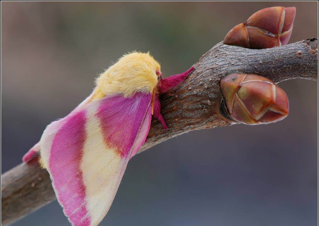 The rosy maple moth.