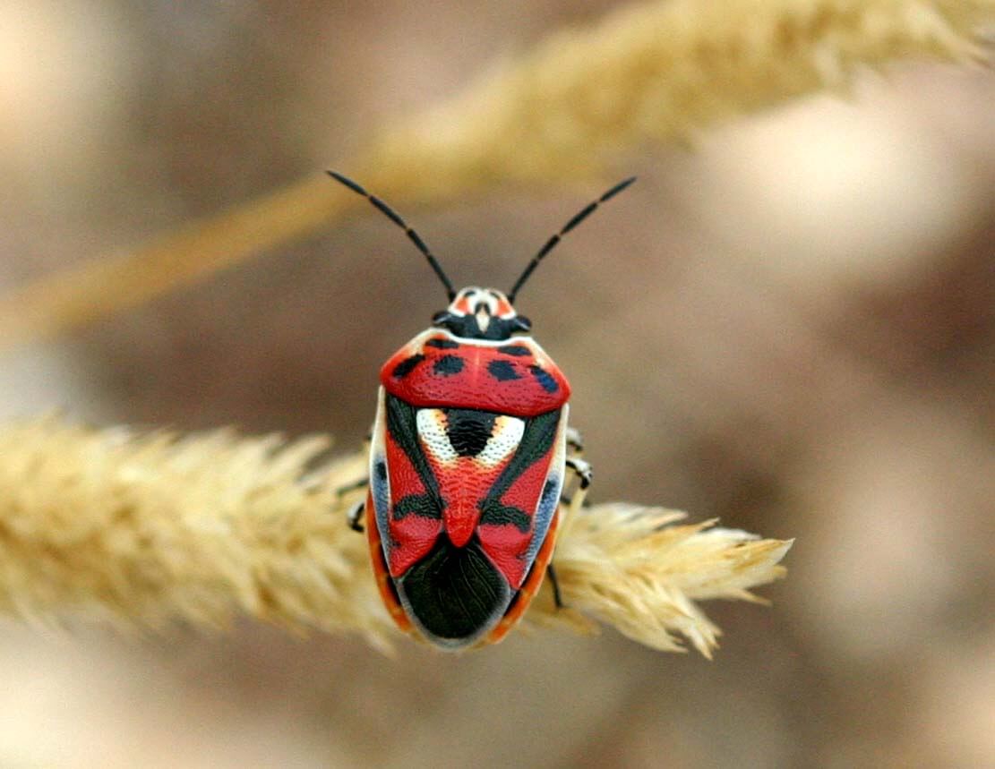 The firebug: habitat, characteristics and reproduction