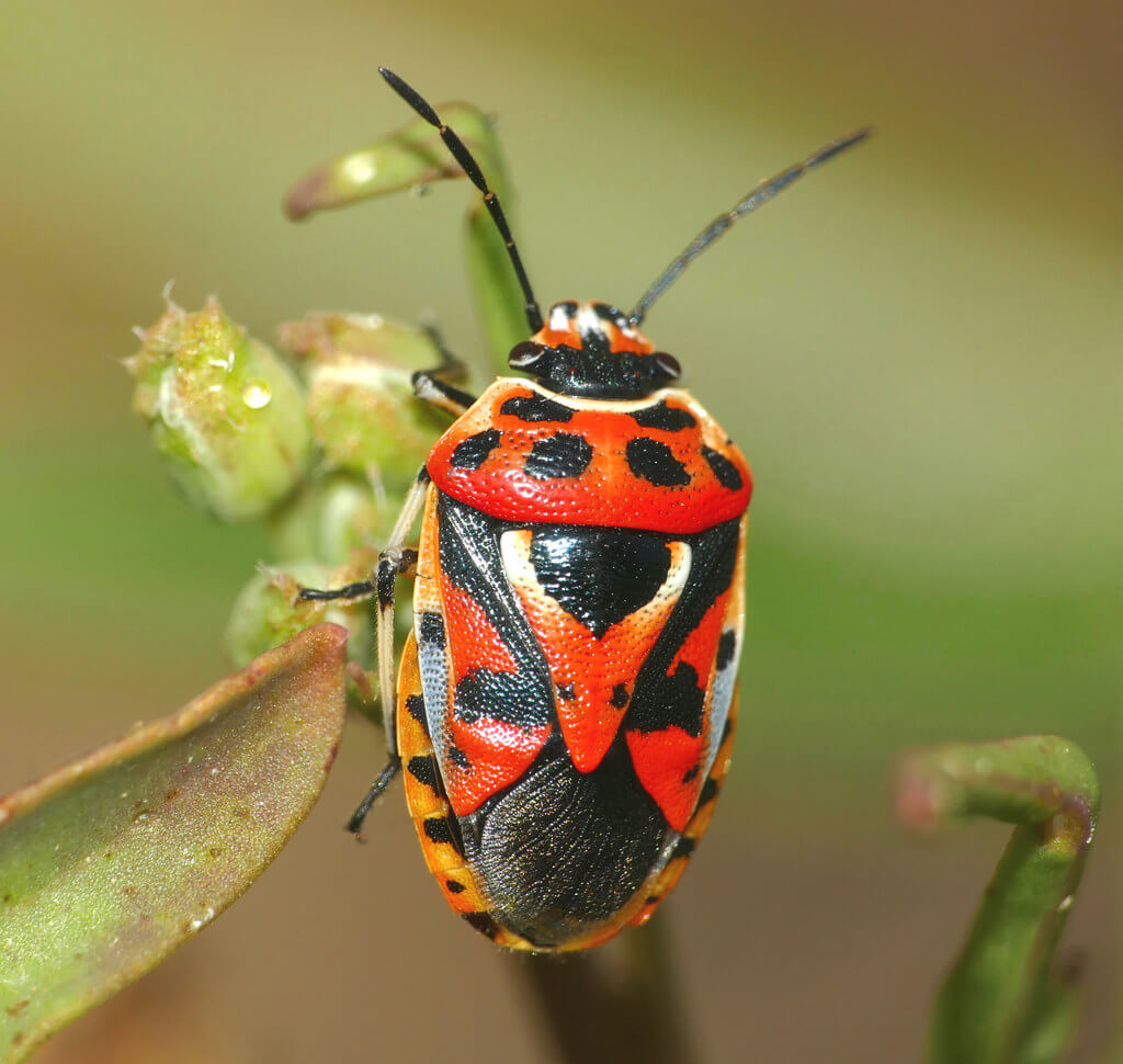 The firebug: habitat, characteristics and reproduction