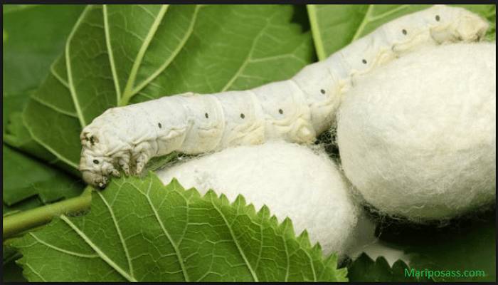 El gusano de seda de ricino: hábitat, reproducción y alimentación