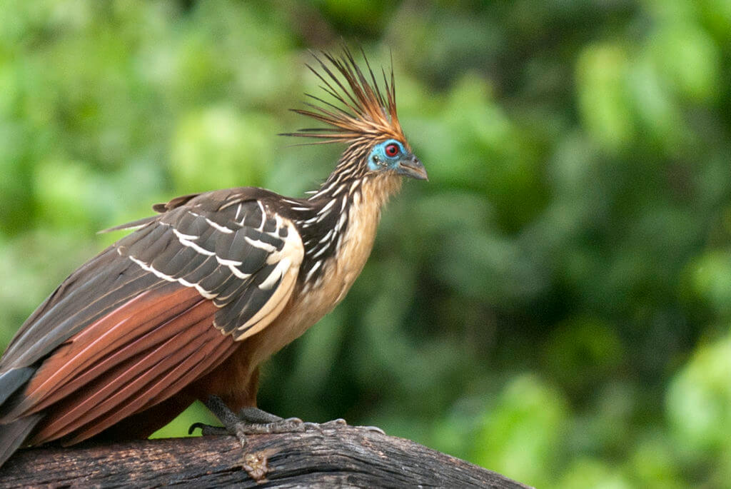 The Hoatzin.