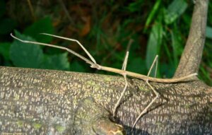 5 curiosidades del palo malasio