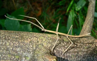 5 curiosidades del palo malasio