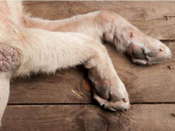 5 Tipps zur Behandlung von Ellbogenschwielen bei Hunden