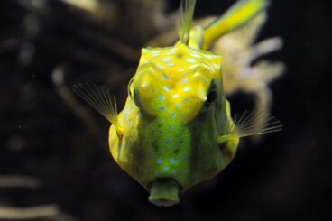 5 curiosidades del pez cofre cornudo