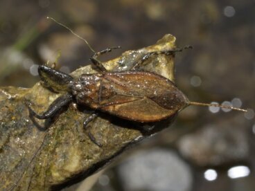 7 aspectos curiosos del escorpión acuático