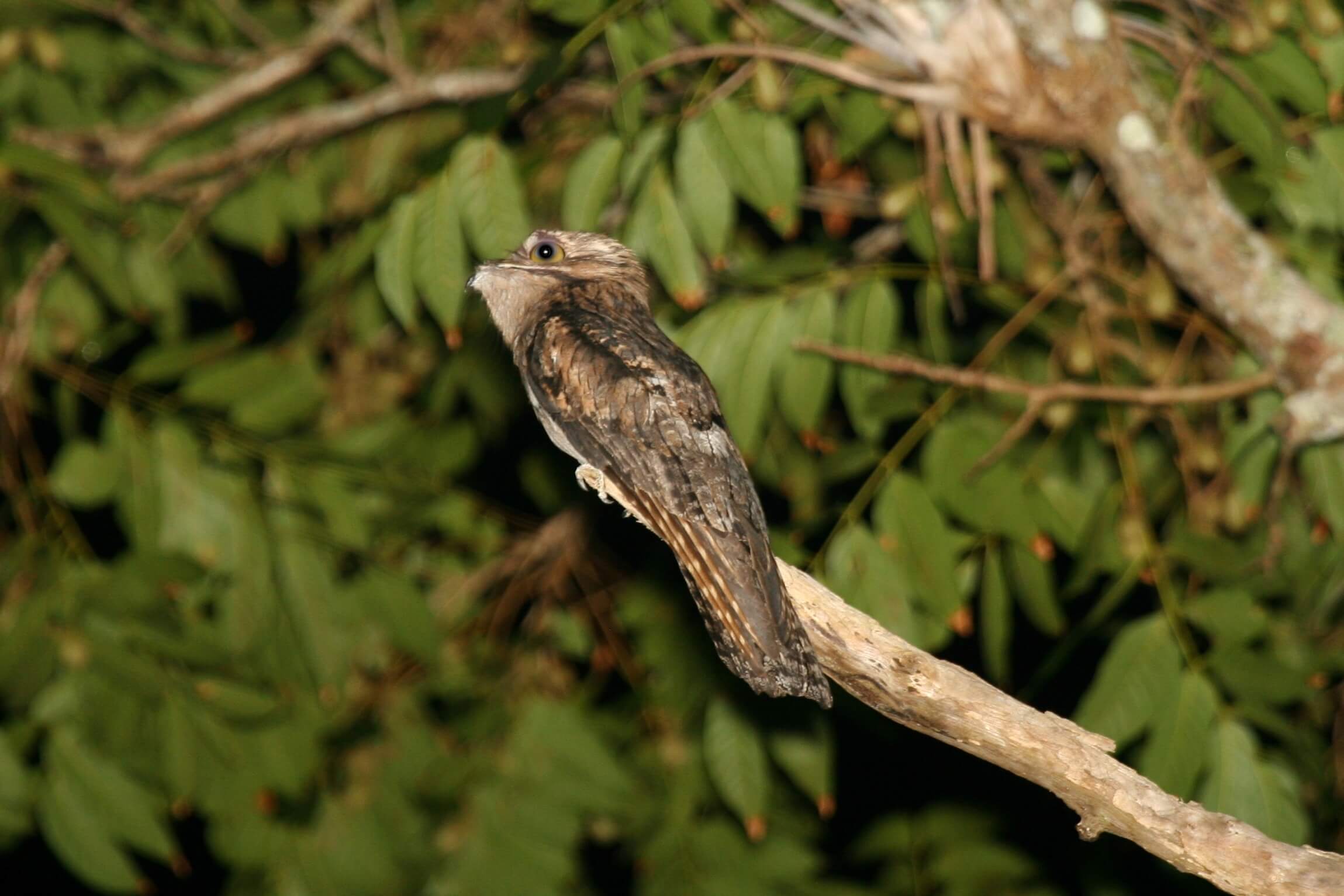 The common potoo.