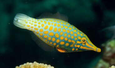 5 curiosidades del pez lima narigudo