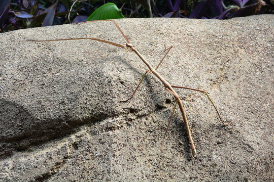 Insecto palo malasio sobre una roca.