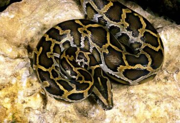 La pitón de la India: hábitat, características y reproducción