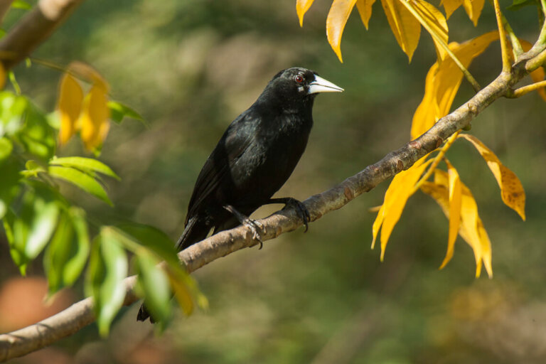 Conoce todo sobre el cacique ecuatoriano, un ave muy rara