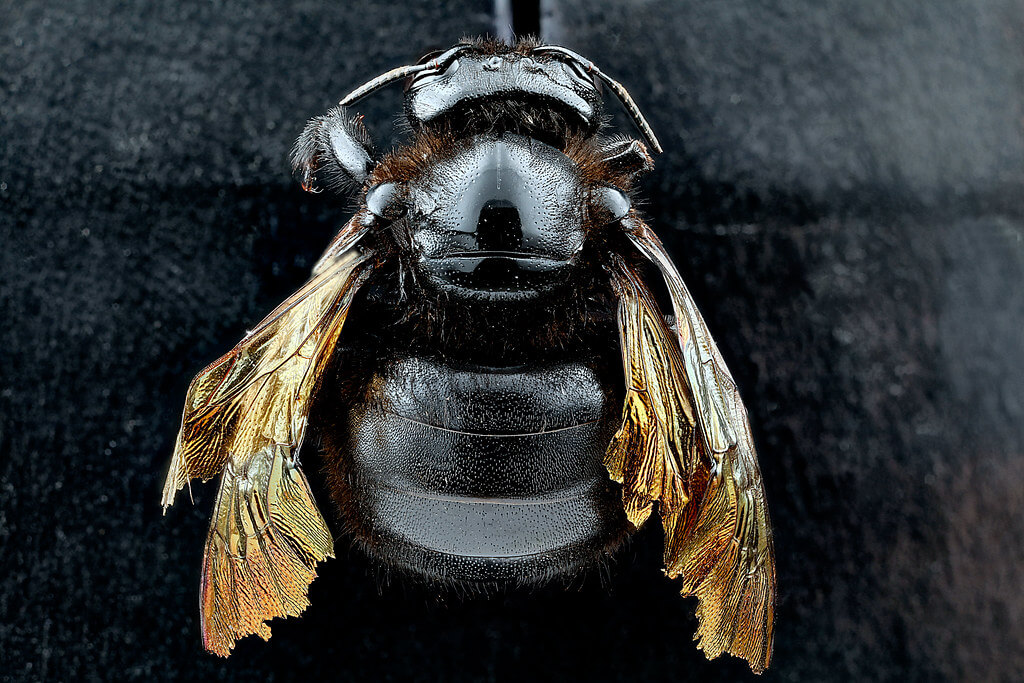 Abeja carpintera en vista dorsal.